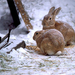 snow-bunnies-263096-ga