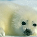 harp-seal-baby