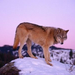 normal Gray Wolf at Dusk