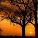 normal Elm Trees at Sunset, Illinois