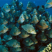 french-polynesia-school-fish-513710-ga