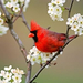 normal Cardinal Among Pear Tree Blossoms