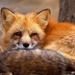 normal Red Fox