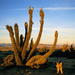 fox-cacti-desert-sartore-738685-ga