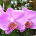 0283 lavender orchids