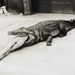 Helmut Newton - A Scene from Pina Bausch's Ballet, 1983