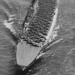 USS Saratoga CV-3