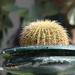Kaktusz tálban
