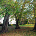 autumn trees