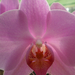 orchidea 002