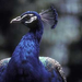 (6010-60)IndianPeafowl