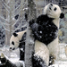 2434-12pandassnowRGB