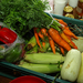 Bio zöldségek: kicsattanó, színes, tápanyagdús