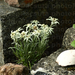 havasi gyopár (Leontopodium nivale)