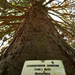 Mammutfenyő (Sequoiadendron giganteum)
