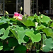 14 Sacred lotus, Nelumno nucifera