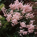 astilbe sprite