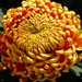 Chrysanthemum 9