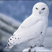 Snowy Owl Pic