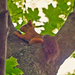 mókus fenn a fán