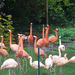 Karlsruhe, flamingók
