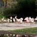 Nagy Alberta és a rózsaszín flamingók
