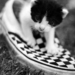 kitten in a vans  by chocolate sheep