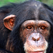 csimpanz chimpanzee02