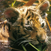 tigris tiger28