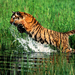 tigris tiger44