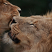 lion-brothers-close-up 12661 990x742