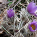 Virágzó leánykökörcsin (2010.03.24)