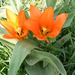 tulipánok 005