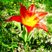 nyíló tulipánom
