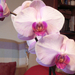 orchidea 013