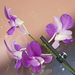 C131569 orchidea