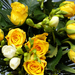 yellow-roses