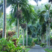 0347 Maui-Tropical Gardens