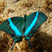 Fecskefarku smaragdszinu Papilio palinurus