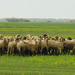 Moss herding