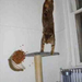 funny-pictures-gravity-cat