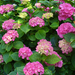 Hydrangea macrophylla 'Schöne Bautzerin'