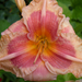 Album - Hemerocallis