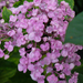 Hydrangea macrophylla 'Ayesja'