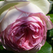 Rosa 'Pierre Ronsard'