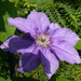 Clematis 'Barbara Jackman'