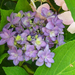 Hydrangea macrophylla