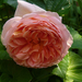 A Shropshire Lad