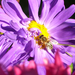Méhecske, és a lila virág