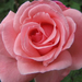 rózsa1